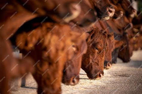 premium photo group  cows  cowshed eating food  cattle farm