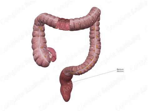 Rectum | Complete Anatomy