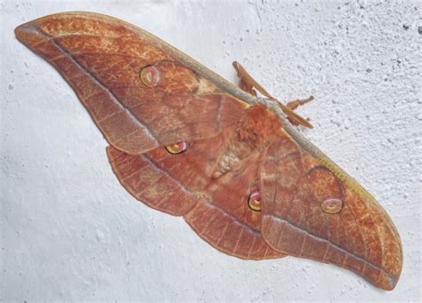 #silk moth on Tumblr