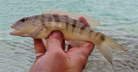 Sand Perch | Mexico – Fish, Birds, Crabs, Marine Life, Shells and Terrestrial Life