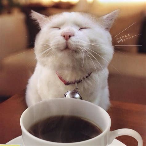 Коты и Кофе