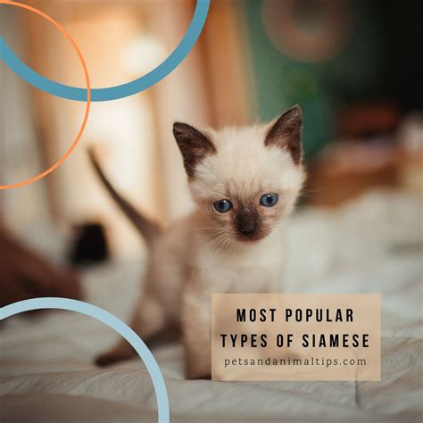 popular types  siamese cats pets