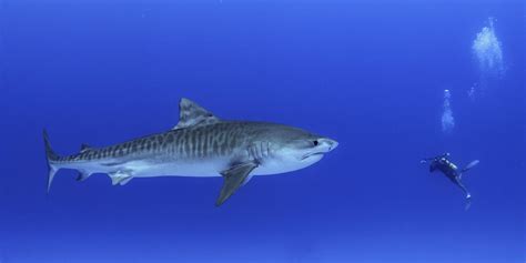 How to Tell a Male From a Female Shark