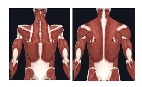 diagram  intrinsic  muscles diagram quizlet