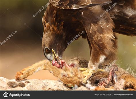 Hunting golden eagle Stock Photo by ©paolo-manzi 159337926