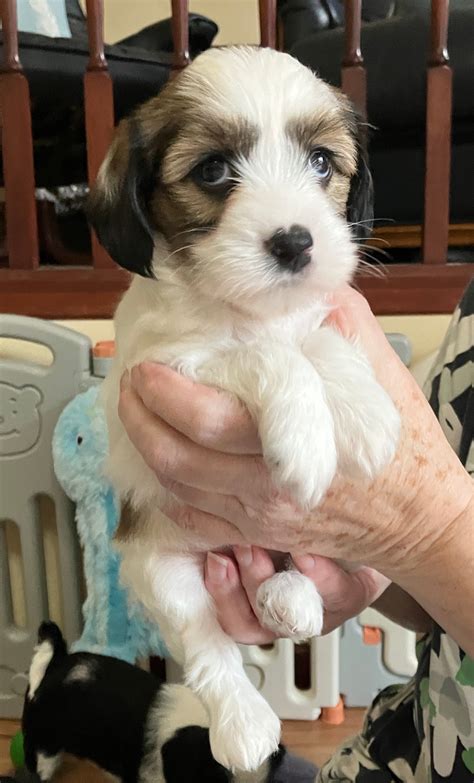 Tibetan Terriers at Tiamastae