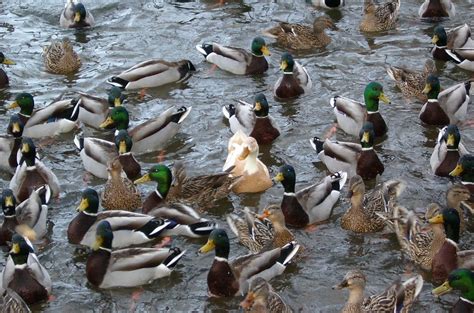 penternak jutawan penternakan itik