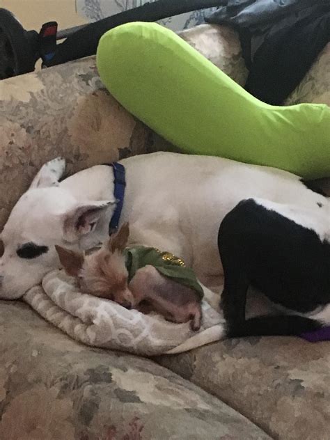 Finding Lost Dogs