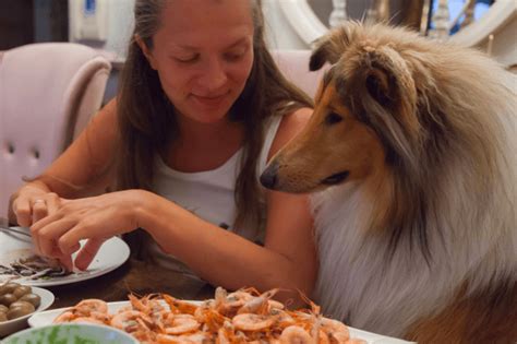 Can Dogs Eat Shrimp? Benefits, Risks and How to Feed