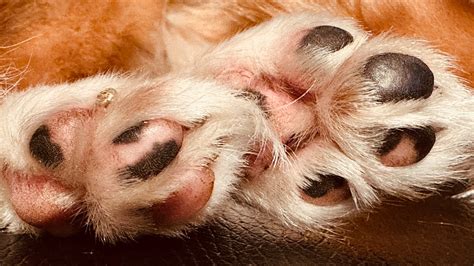 From Furry to Fluffy: The Diversity of Animal Paws – Only Pawz