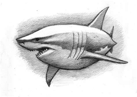 cuddly great white shark pencil sketch tubaroes desenho desenhos