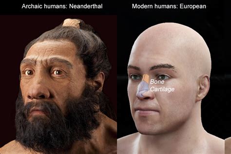 humans   inherited nose shape gene  neanderthals study