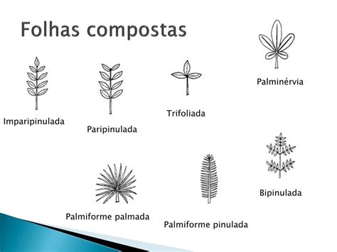 Folhas Simples E Compostas - 7