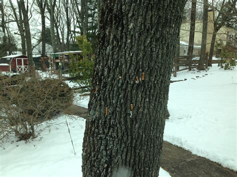 This tree in my neighbors yard. : trashy
