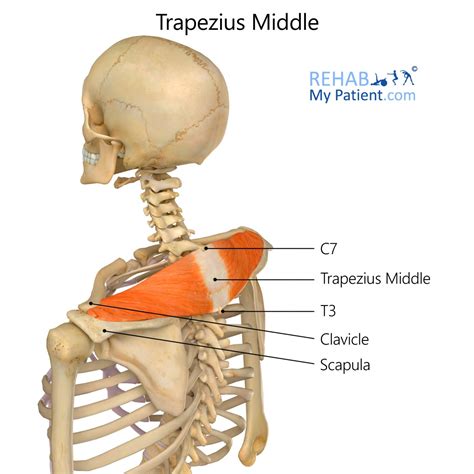 trapezius rehab  patient
