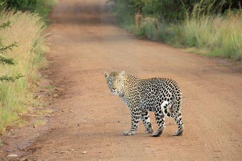 10 Animals To Look Out For In Kruger National Park | Wildest