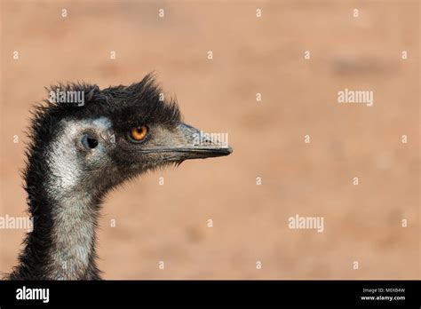 dromaius novaehollandiae emu  large  flying birds