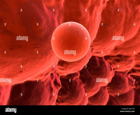 human egg cell stock photo alamy