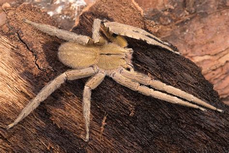 Phoneutria boliviensis (F. O. Pickard-Cambridge, 1897) | Flickr