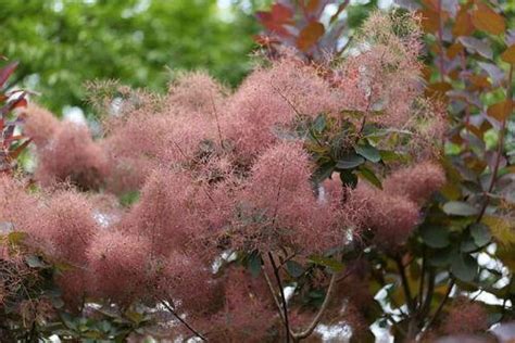 30 Purple Smoke Tree SeedS