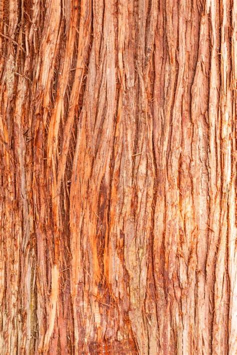 Cedar Tree Cortex Texture. Bark of Red Cedar Tree Stock Photo - Image ...