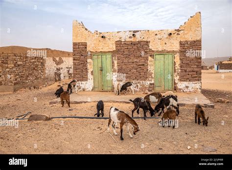 Goats grazing in front of a traditional house with green dorrs in ...