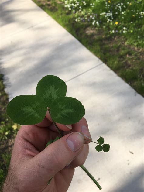 3 Leaf Clovers 204 3 Leaf Clover Stock Photos, High Res Pictures, And
