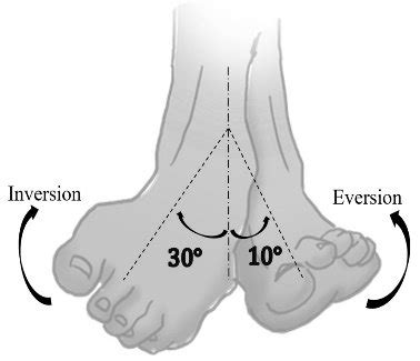 FOOT IN INVERSION/EVERSION STATE ABLE TO PRODUCE 30 • AND 10 • FROM THE ...