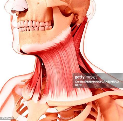 anatomy  neck muscles   premium high res pictures getty images