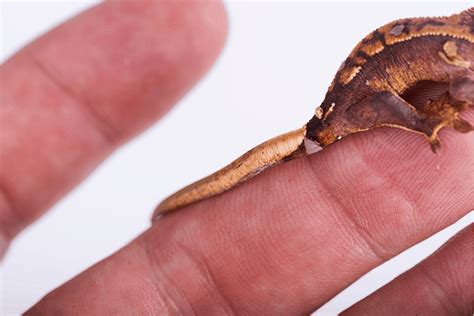 crested gecko tail drop handling tail loss
