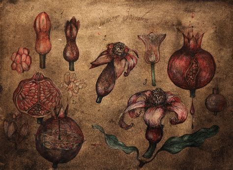 ArtStation - Punica granatum archetype