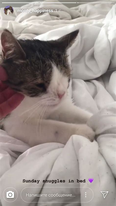 Pin by инна on кошки знаменитые | Cat and dog videos, Kitten care ...