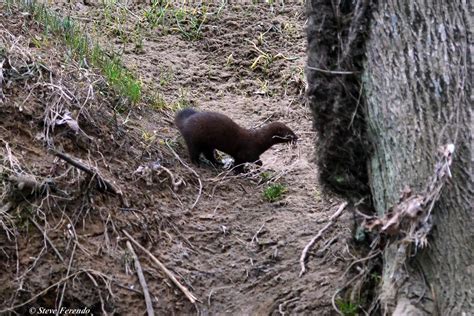 "Natural World" Through My Camera: Mink Mating Season Is Here