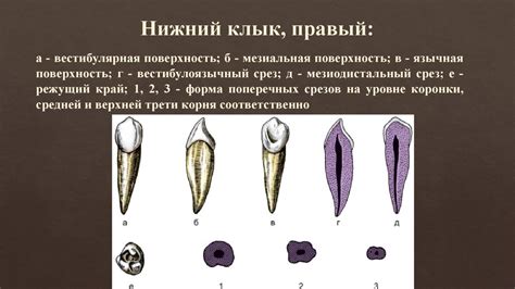 Анатомия зубов - презентация онлайн