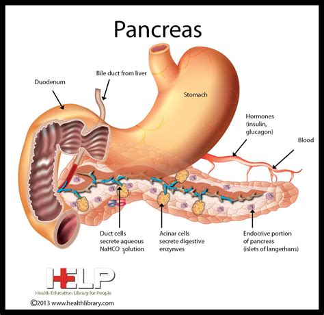 pancreas medical anatomy human anatomy  physiology anatomy