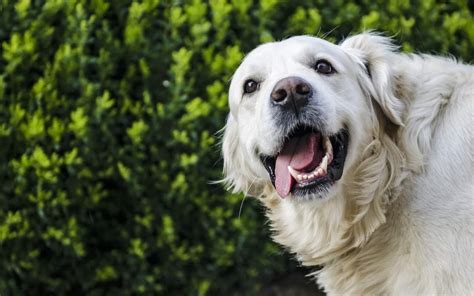 How to Stop Your Excited Dog From Urinating – Valley Veterinary Clinic