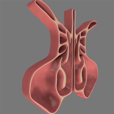 sinus cavity cross section  model  cd freed