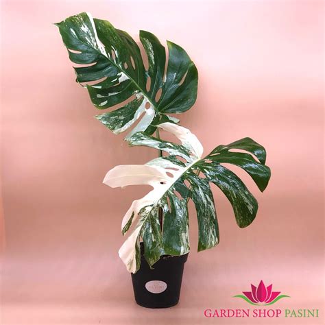 Monstera deliciosa variegata ‘Albo’ B4 – Garden Shop Pasini