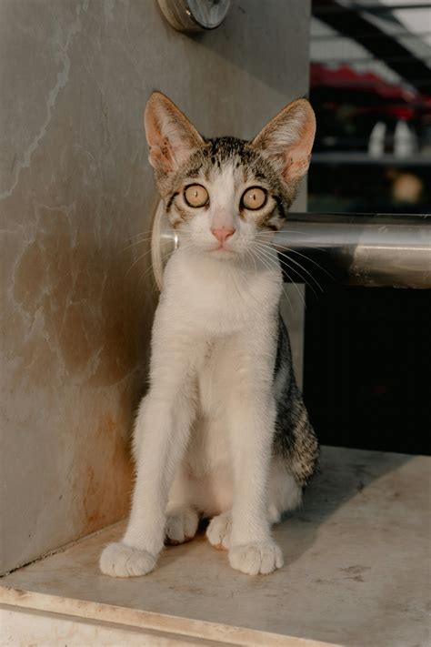 Amateur+Big+Breast Photos, Download The BEST Free Amateur+Big+Breast