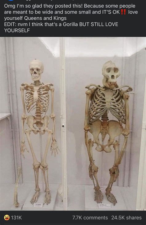Some people are just big boned.. oops wait that’s a gorilla.. : r