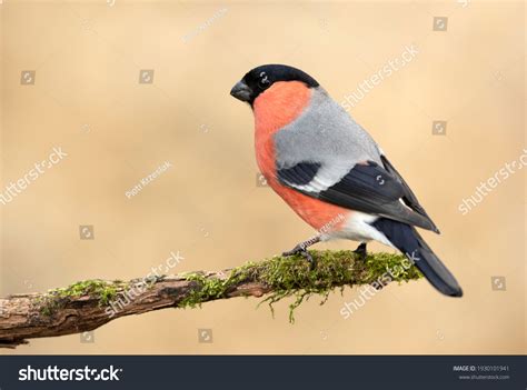 Male And Female Bullfinch Images: Browse 753 Stock Photos & Vectors ...