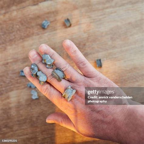 knucklebones   premium high res pictures getty images