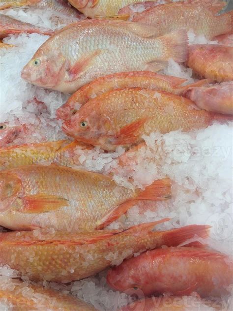 fresh frozen fish  stock photo  vecteezy