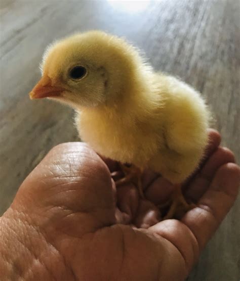 Chicken Grit: What Is It For & Why Chickens Need It