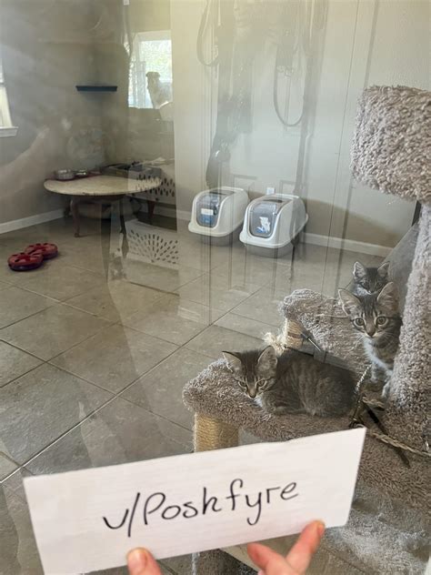 Help Feral Kittens! : r/gofundme