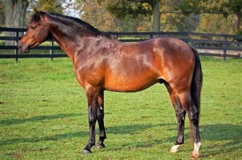 15 Native English & British Horse Breeds (Facts, History, & Pictures)