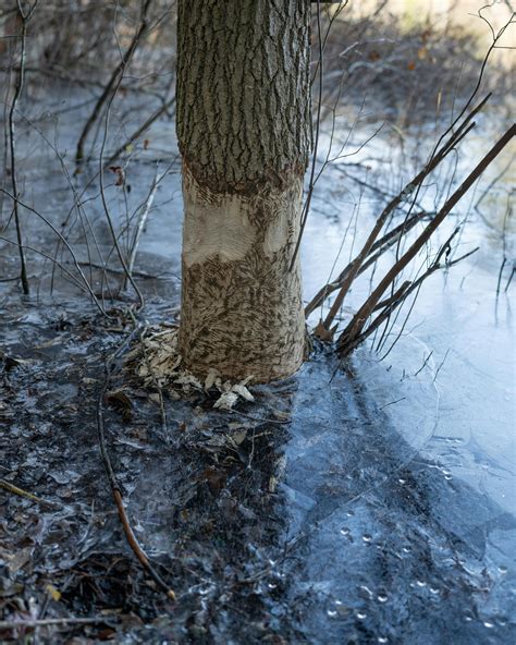 Strip+Gifs Photos, Download The BEST Free Strip+Gifs Stock Photos & HD