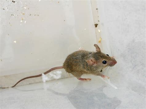 Scylla: Mus musculus