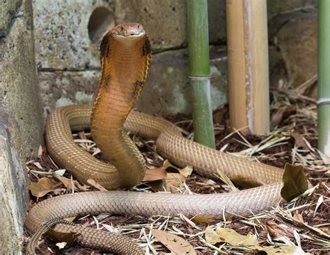 Zoo Knoxville - Be a Zookeeper this Giving Tuesday. We...