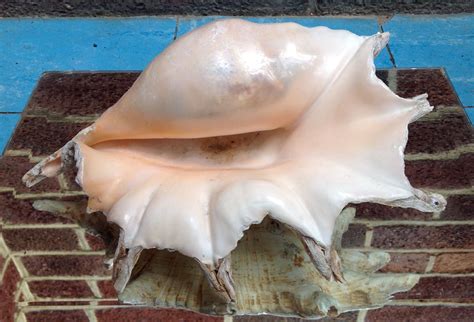 Stunning large sea shell. Sold | Large sea shells, Sea shells, Antiques